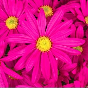 🩷💐🩷💐🩷💐🩷💐🩷💐🩷💐🩷💐🩷💐🩷